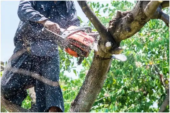 tree services Swoyersville